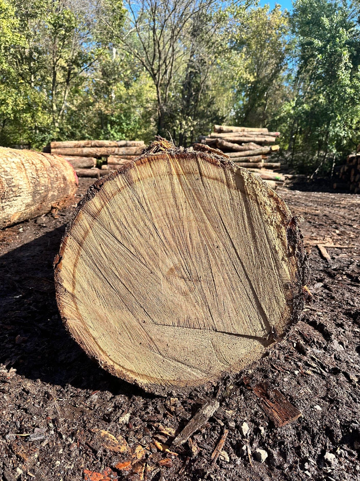 A veneer log: the cut end of a large-diameter log.