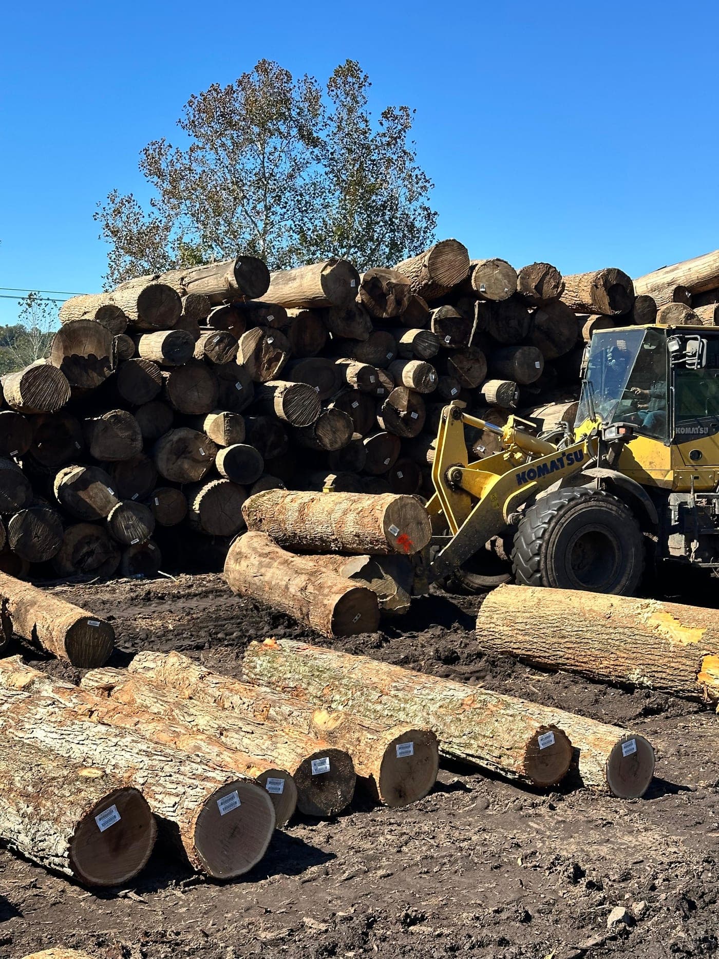 Our log yard: tagged hardwood logs stacked with a loader.
